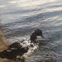 Mulard (Mule Duck)