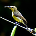 Little Spiderhunter