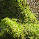 Moss