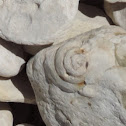 Gastropod