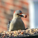 red-bellied woodpecker