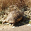 Leopard tortoise