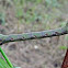 Looper Caterpillar~