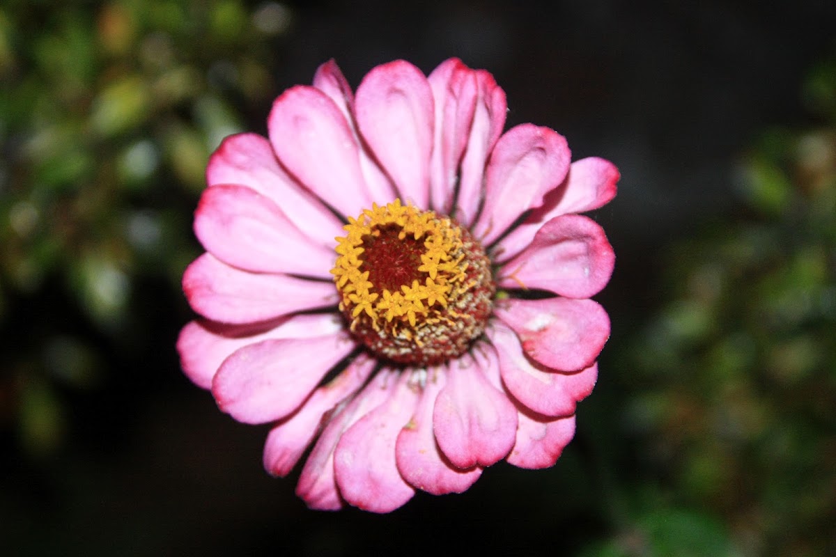 Zinia