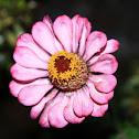 Zinia