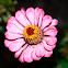 Zinia