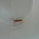 Ringed Horn Assassin Bug