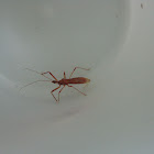 Ringed Horn Assassin Bug