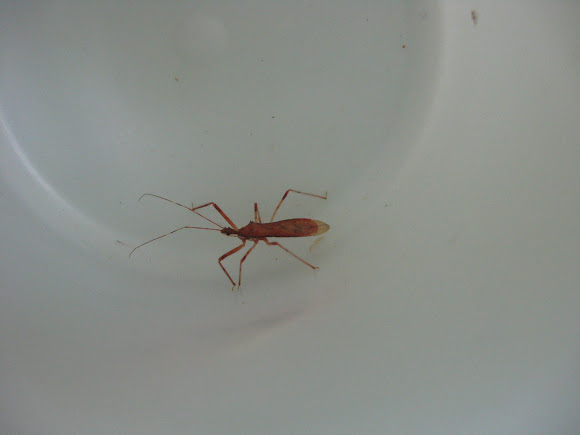 Spotting Image 1