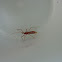 Ringed Horn Assassin Bug