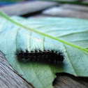 Hairy caterpillar