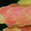 Shrimp Plant, Camarón