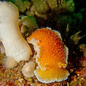 Orange Peel Nudibranch