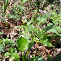 small-flowered crowfoot