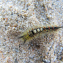 Western tussock moth, larvae