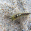 Western tussock moth, larvae