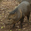 Collared Peccary