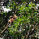 Hoolock Gibbon (Female)