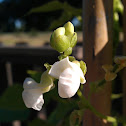 pole bean