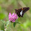 Silver-spotted Skipper