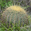 Barrel Cactus