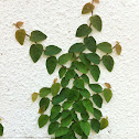 Creeping fig