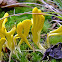 Yellow Spindle Coral