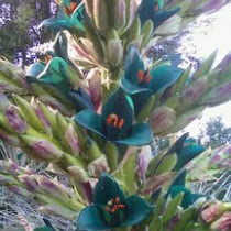 The San Diego Botanic Garden