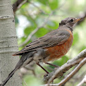 American Robin