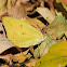 African migrant/Common vagrant, Female