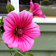 Mallow