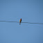 House Finch