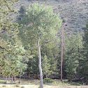 Quaking Aspen