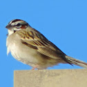 Lark Sparrow