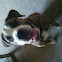 Old english bulldog