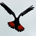 Red Tailed Female Cockatoo