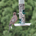 Mourning Dove