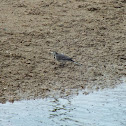 White Wagtail