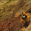 White-naped Woodpecker
