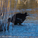 Moorhen; Polla de Agua