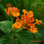 Lantana