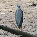 Little Heron