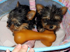 Yorkie Magnificos Cachorros Para Su Aprobacion