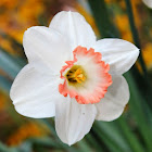Daffodil