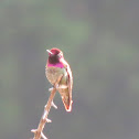 Anna's Hummingbird (Male)
