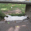 Gato