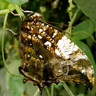Jazzy Leafwing