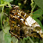 Jazzy Leafwing