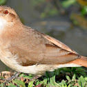 Rufous Hornero