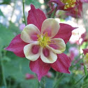 Columbine 